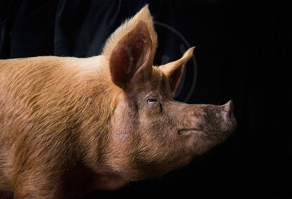 Tamworth Pig