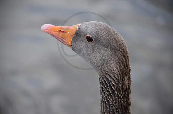 Greylag Goose 2