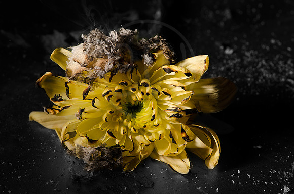 Burning Flower