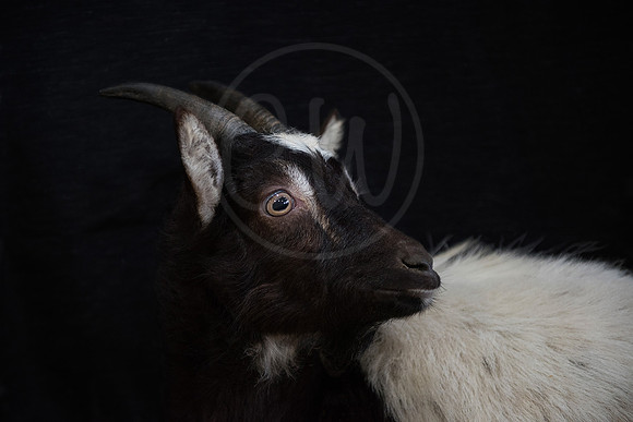 Bagot Goat