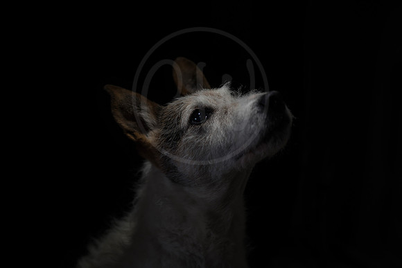 Tess emerging from the shadows