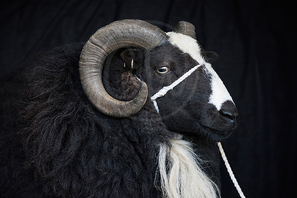 Gregory the Balwen Welsh Mountain Ram