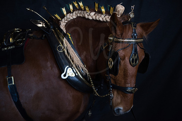 John Boy the Suffolk Punch Horse