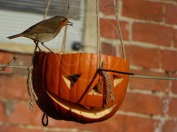 Robin