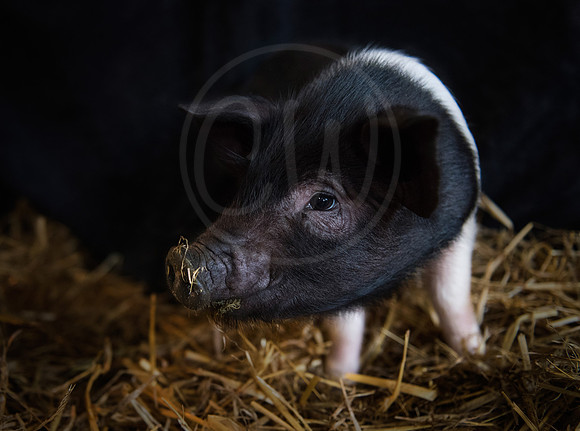 British Saddleback Piglet 1