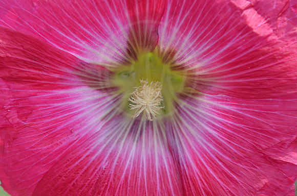 Flower 5