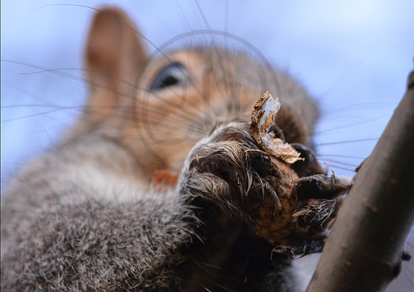 Grey Squirrel Eating