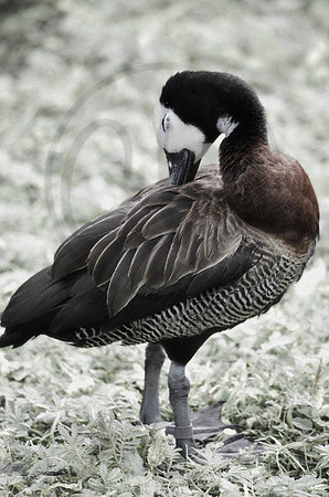 White-Faced Whistling Duck desaturated