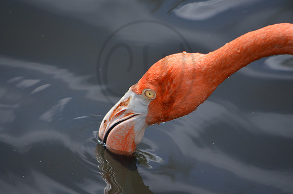 Flamingo drinking