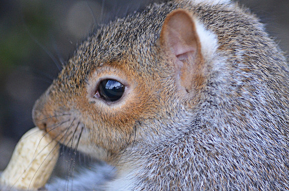 Grey Squirrel Nut