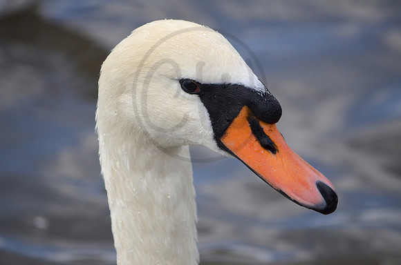 Mute Swan