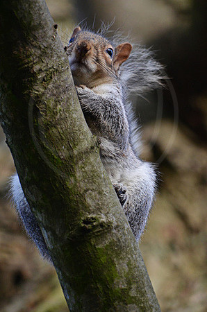 Grey Squirrel 1