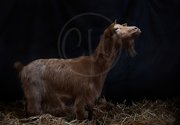 Charlie the Golden Guernsey Goat