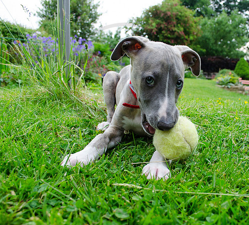 Spider the Whippet Puppy