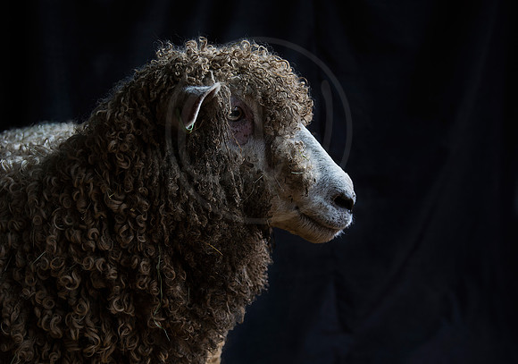 Leicester Longwool Sheep
