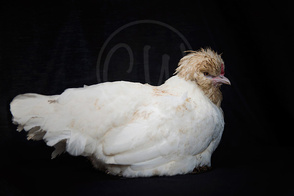 Sultan Chicken