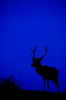 Stag Silhouettes