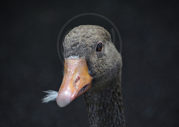 Greylag Goose 1