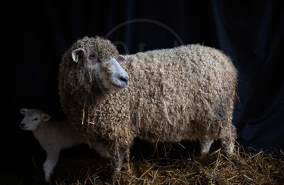 Leicester Longwool Ewe & Lamb