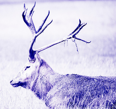 Purple Stag