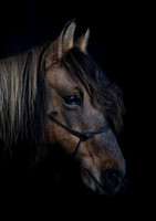 Four Shires