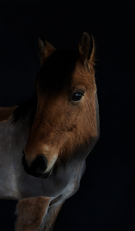 Highland-Pony-2