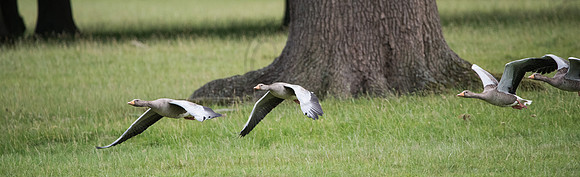 Flying Greylag Geese