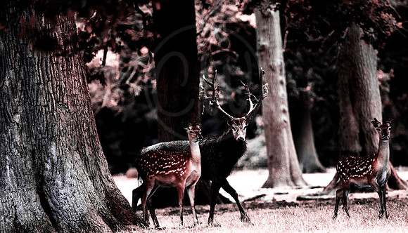 Creative Deer 1