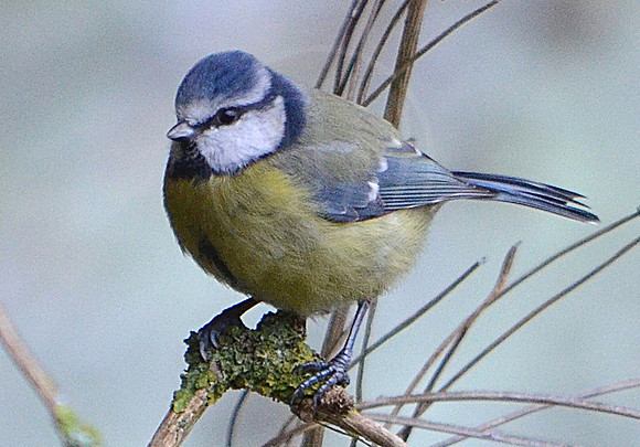 Blue Tit 2
