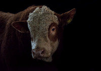 Jerry Stephenson- Bull Photo Shoot