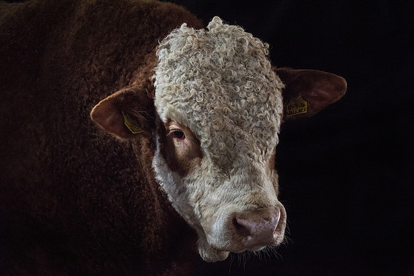 Bull 2