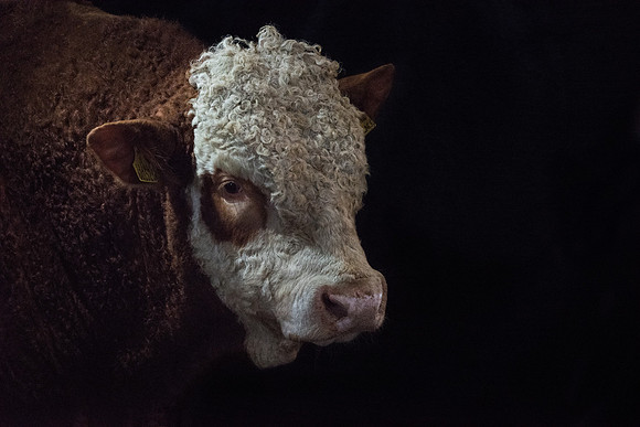 Bull 3