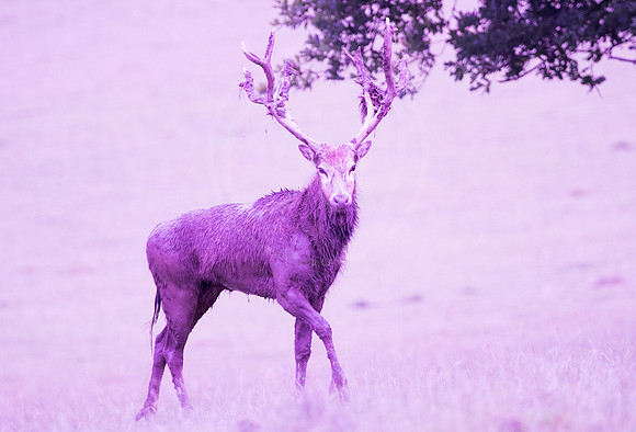 Pink Stag