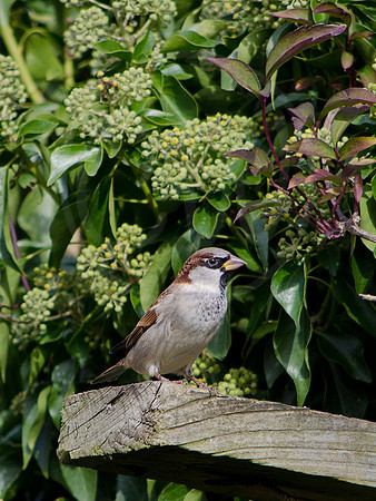 House Sparrow 1