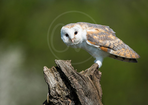 Inquistive Barn Owl