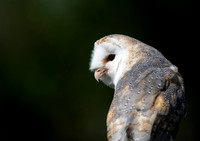Owls