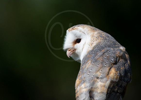 Good morning Barn Owl