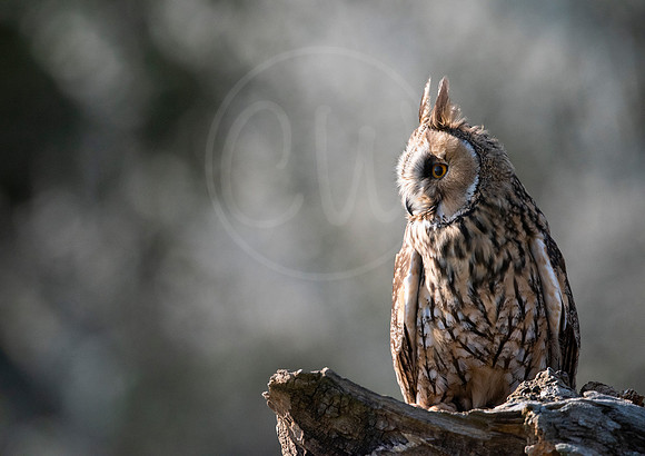 Thoughtful Long Eared Owl