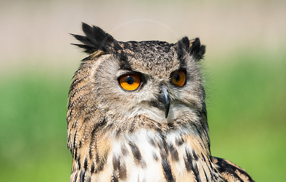 Eagle Owl