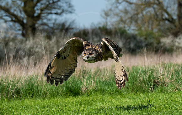 Eagle Owl in flight 3