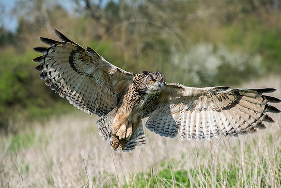 Eagle Owl in flight 1