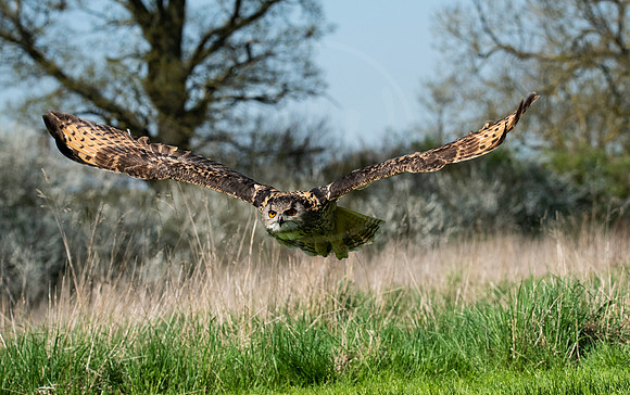 Eagle Owl in flight 2