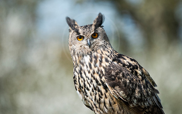 Curious Eagle Owl
