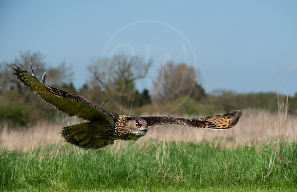 Eagle Owl in flight 4