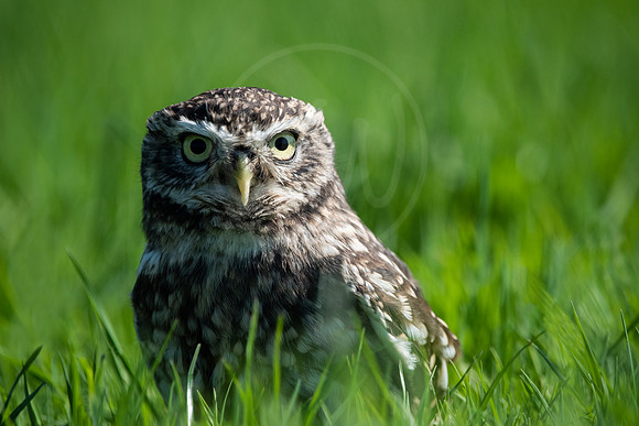 Little Owl