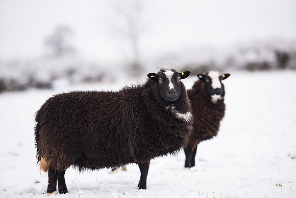 Balwen Welsh Mountain Sheep