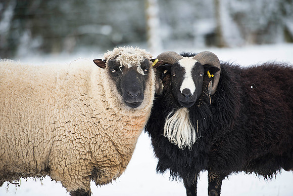 Llanwenog & a Balwen Welsh Rams together