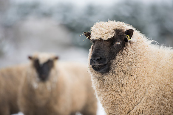 Llanwenog Sheep