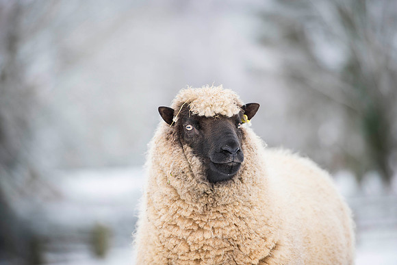 Llanwenog Sheep