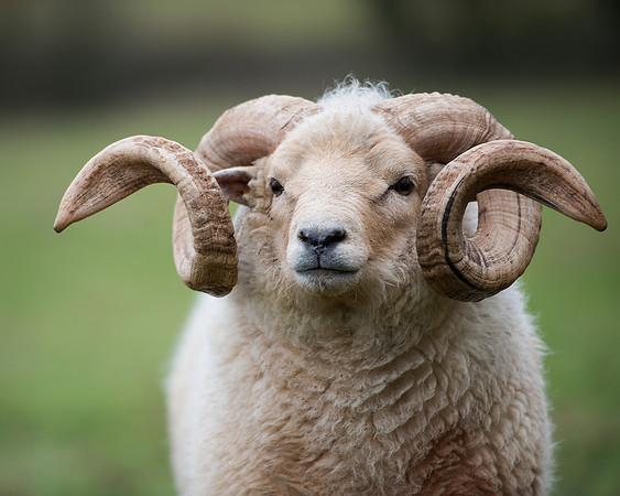 Portland Ram